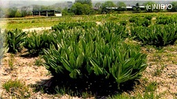 http://mpdb.nibiohn.go.jp/CONTENTS_ROOT/CULTIVATION_PHOTO_DATA/PHOTO_FILE/thumbnail/224.jpg