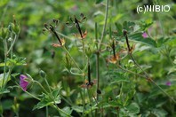 http://mpdb.nibiohn.go.jp/CONTENTS_ROOT/PLANT_PHOTO_DATA/PHOTO_FILE/thumbnail/278.jpg