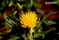 http://mpdb.nibiohn.go.jp/CONTENTS_ROOT/PLANT_PHOTO_DATA/PHOTO_FILE/thumbnail/297.jpg
