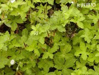 http://mpdb.nibiohn.go.jp/CONTENTS_ROOT/PLANT_PHOTO_DATA/PHOTO_FILE/thumbnail/279.jpg