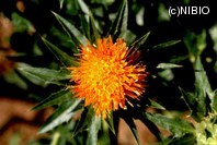 http://mpdb.nibiohn.go.jp/CONTENTS_ROOT/PLANT_PHOTO_DATA/PHOTO_FILE/thumbnail/298.jpg