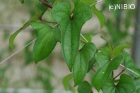 http://mpdb.nibiohn.go.jp/CONTENTS_ROOT/PLANT_PHOTO_DATA/PHOTO_FILE/thumbnail/421.jpg