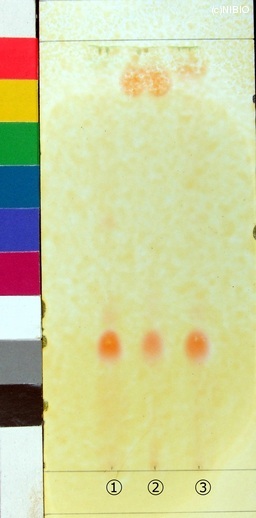http://mpdb.nibiohn.go.jp/CONTENTS_ROOT/JP_IDENTIFICATION_PHOTO_DATA/JP_IDENTIFICATION_PHOTO_FILE/thumbnail/214.jpg
