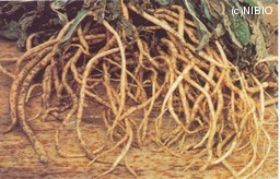 http://mpdb.nibiohn.go.jp/CONTENTS_ROOT/CULTIVATION_PHOTO_DATA/PHOTO_FILE/thumbnail/16.jpg