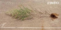 http://mpdb.nibiohn.go.jp/CONTENTS_ROOT/PLANT_PHOTO_DATA/PHOTO_FILE/thumbnail/1278.jpg