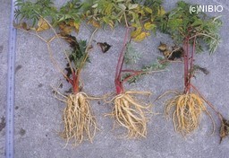 http://mpdb.nibiohn.go.jp/CONTENTS_ROOT/CULTIVATION_PHOTO_DATA/PHOTO_FILE/thumbnail/299.jpg