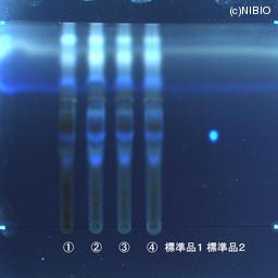 http://mpdb.nibiohn.go.jp/CONTENTS_ROOT/JP_IDENTIFICATION_PHOTO_DATA/JP_IDENTIFICATION_PHOTO_FILE/thumbnail/611.jpg