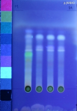http://mpdb.nibiohn.go.jp/CONTENTS_ROOT/JP_IDENTIFICATION_PHOTO_DATA/JP_IDENTIFICATION_PHOTO_FILE/thumbnail/1242.jpg