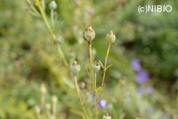 http://mpdb.nibiohn.go.jp/CONTENTS_ROOT/PLANT_PHOTO_DATA/PHOTO_FILE/thumbnail/223.jpg