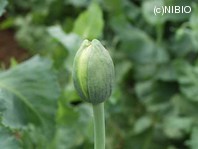 http://mpdb.nibiohn.go.jp/CONTENTS_ROOT/PLANT_PHOTO_DATA/PHOTO_FILE/thumbnail/1039.jpg