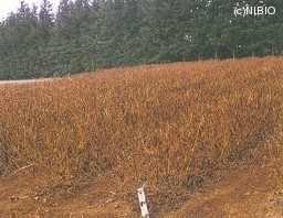http://mpdb.nibiohn.go.jp/CONTENTS_ROOT/CULTIVATION_PHOTO_DATA/PHOTO_FILE/thumbnail/158.jpg