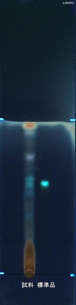 http://mpdb.nibiohn.go.jp/CONTENTS_ROOT/JP_IDENTIFICATION_PHOTO_DATA/JP_IDENTIFICATION_PHOTO_FILE/thumbnail/864.jpg