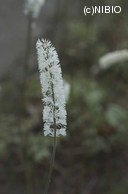 http://mpdb.nibiohn.go.jp/CONTENTS_ROOT/PLANT_PHOTO_DATA/PHOTO_FILE/thumbnail/527.jpg