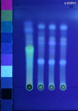 http://mpdb.nibiohn.go.jp/CONTENTS_ROOT/JP_IDENTIFICATION_PHOTO_DATA/JP_IDENTIFICATION_PHOTO_FILE/thumbnail/1243.jpg