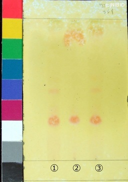 http://mpdb.nibiohn.go.jp/CONTENTS_ROOT/JP_IDENTIFICATION_PHOTO_DATA/JP_IDENTIFICATION_PHOTO_FILE/thumbnail/215.jpg
