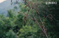 http://mpdb.nibiohn.go.jp/CONTENTS_ROOT/PLANT_PHOTO_DATA/PHOTO_FILE/thumbnail/623.jpg