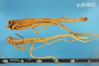 http://mpdb.nibiohn.go.jp/CONTENTS_ROOT/PLANT_PHOTO_DATA/PHOTO_FILE/thumbnail/224.jpg