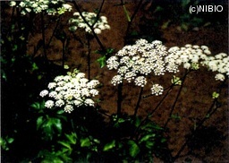 http://mpdb.nibiohn.go.jp/CONTENTS_ROOT/CULTIVATION_PHOTO_DATA/PHOTO_FILE/thumbnail/267.jpg