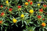 http://mpdb.nibiohn.go.jp/CONTENTS_ROOT/PLANT_PHOTO_DATA/PHOTO_FILE/thumbnail/299.jpg