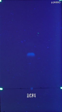 http://mpdb.nibiohn.go.jp/CONTENTS_ROOT/JP_IDENTIFICATION_PHOTO_DATA/JP_IDENTIFICATION_PHOTO_FILE/thumbnail/507.JPG