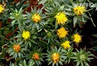 http://mpdb.nibiohn.go.jp/CONTENTS_ROOT/PLANT_PHOTO_DATA/PHOTO_FILE/thumbnail/300.jpg
