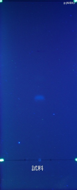 http://mpdb.nibiohn.go.jp/CONTENTS_ROOT/JP_IDENTIFICATION_PHOTO_DATA/JP_IDENTIFICATION_PHOTO_FILE/thumbnail/508.JPG