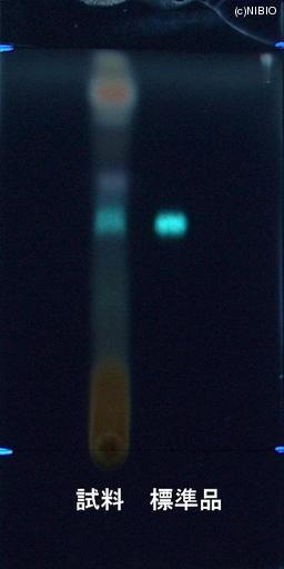 http://mpdb.nibiohn.go.jp/CONTENTS_ROOT/JP_IDENTIFICATION_PHOTO_DATA/JP_IDENTIFICATION_PHOTO_FILE/thumbnail/865.jpg
