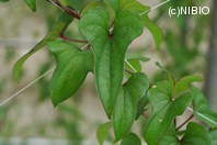 http://mpdb.nibiohn.go.jp/CONTENTS_ROOT/PLANT_PHOTO_DATA/PHOTO_FILE/thumbnail/420.jpg