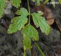 http://mpdb.nibiohn.go.jp/CONTENTS_ROOT/PLANT_PHOTO_DATA/PHOTO_FILE/thumbnail/528.jpg