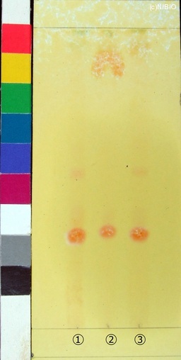 http://mpdb.nibiohn.go.jp/CONTENTS_ROOT/JP_IDENTIFICATION_PHOTO_DATA/JP_IDENTIFICATION_PHOTO_FILE/thumbnail/216.jpg