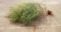 http://mpdb.nibiohn.go.jp/CONTENTS_ROOT/PLANT_PHOTO_DATA/PHOTO_FILE/thumbnail/1280.jpg