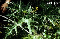 http://mpdb.nibiohn.go.jp/CONTENTS_ROOT/PLANT_PHOTO_DATA/PHOTO_FILE/thumbnail/605.jpg