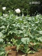 http://mpdb.nibiohn.go.jp/CONTENTS_ROOT/PLANT_PHOTO_DATA/PHOTO_FILE/thumbnail/1040.jpg