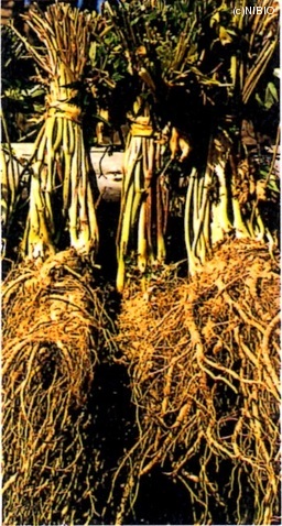 http://mpdb.nibiohn.go.jp/CONTENTS_ROOT/CULTIVATION_PHOTO_DATA/PHOTO_FILE/thumbnail/268.jpg