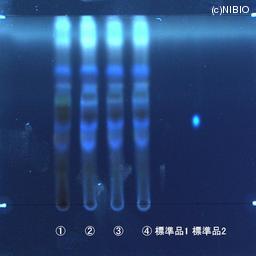 http://mpdb.nibiohn.go.jp/CONTENTS_ROOT/JP_IDENTIFICATION_PHOTO_DATA/JP_IDENTIFICATION_PHOTO_FILE/thumbnail/613.jpg