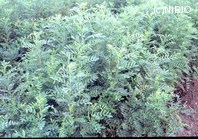 http://mpdb.nibiohn.go.jp/CONTENTS_ROOT/PLANT_PHOTO_DATA/PHOTO_FILE/thumbnail/200.jpg