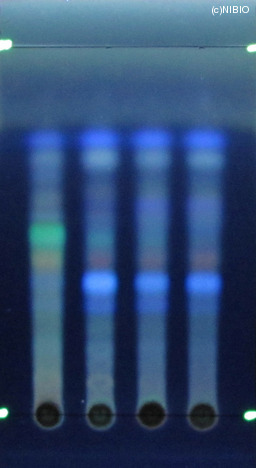 http://mpdb.nibiohn.go.jp/CONTENTS_ROOT/JP_IDENTIFICATION_PHOTO_DATA/JP_IDENTIFICATION_PHOTO_FILE/thumbnail/1244.jpg