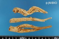 http://mpdb.nibiohn.go.jp/CONTENTS_ROOT/PLANT_PHOTO_DATA/PHOTO_FILE/thumbnail/225.jpg