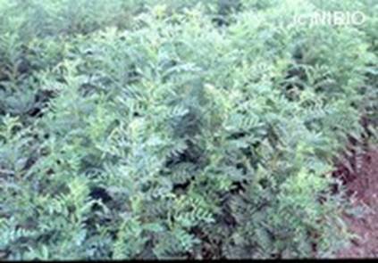 http://mpdb.nibiohn.go.jp/CONTENTS_ROOT/WHOLE_PHOTO_DATA/WHOLE_PHOTO_FILE/thumbnail/61.jpg