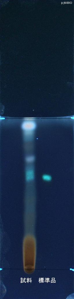 http://mpdb.nibiohn.go.jp/CONTENTS_ROOT/JP_IDENTIFICATION_PHOTO_DATA/JP_IDENTIFICATION_PHOTO_FILE/thumbnail/866.jpg