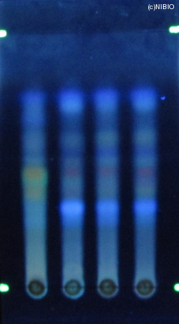 http://mpdb.nibiohn.go.jp/CONTENTS_ROOT/JP_IDENTIFICATION_PHOTO_DATA/JP_IDENTIFICATION_PHOTO_FILE/thumbnail/1245.jpg