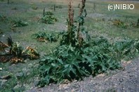 http://mpdb.nibiohn.go.jp/CONTENTS_ROOT/PLANT_PHOTO_DATA/PHOTO_FILE/thumbnail/606.jpg