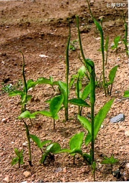 http://mpdb.nibiohn.go.jp/CONTENTS_ROOT/CULTIVATION_PHOTO_DATA/PHOTO_FILE/thumbnail/251.jpg