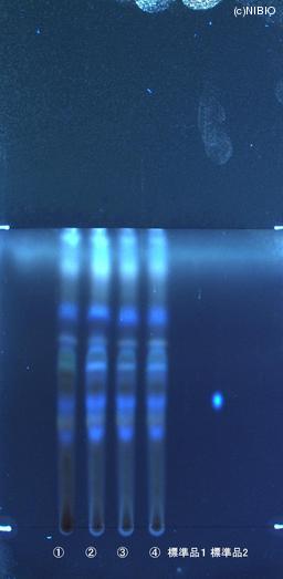 http://mpdb.nibiohn.go.jp/CONTENTS_ROOT/JP_IDENTIFICATION_PHOTO_DATA/JP_IDENTIFICATION_PHOTO_FILE/thumbnail/614.jpg