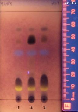 http://mpdb.nibiohn.go.jp/CONTENTS_ROOT/JP_IDENTIFICATION_PHOTO_DATA/JP_IDENTIFICATION_PHOTO_FILE/thumbnail/1023.jpg