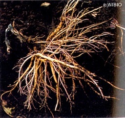 http://mpdb.nibiohn.go.jp/CONTENTS_ROOT/CULTIVATION_PHOTO_DATA/PHOTO_FILE/thumbnail/228.jpg