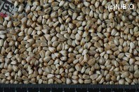 http://mpdb.nibiohn.go.jp/CONTENTS_ROOT/PLANT_PHOTO_DATA/PHOTO_FILE/thumbnail/301.jpg