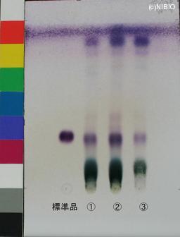 http://mpdb.nibiohn.go.jp/CONTENTS_ROOT/JP_IDENTIFICATION_PHOTO_DATA/JP_IDENTIFICATION_PHOTO_FILE/thumbnail/945.jpg