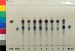 http://mpdb.nibiohn.go.jp/CONTENTS_ROOT/JP_IDENTIFICATION_PHOTO_DATA/JP_IDENTIFICATION_PHOTO_FILE/thumbnail/1145.jpg