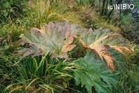 http://mpdb.nibiohn.go.jp/CONTENTS_ROOT/PLANT_PHOTO_DATA/PHOTO_FILE/thumbnail/607.jpg